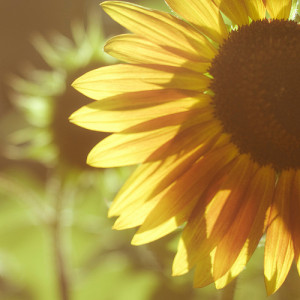 beautiful, flowers, nature, sunflower