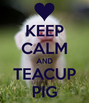 KEEP CALM AND TEACUP PIG