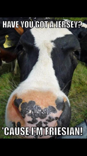 Farming #Cows #Clever