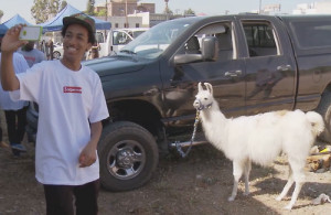 OFWGKTA odd future llama taco selfie loiter squad adult siwm