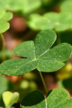 Irish quotes, crafts, food and more