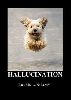Motivational Posters (Cats & Dogs)