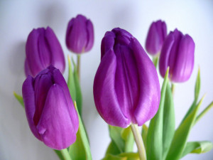 Tulip flower wallpaper|wallpaper tulip flower|Tulip wallpaper for ...