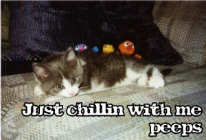 cats : just-chillin-with-me-peeps
