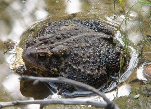 Prairie Remnants Frogs & Toads - Big Toad