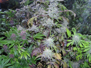 purple kush plant