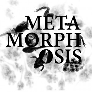 ... to the title plate of a project I’ve started about metamorphosis