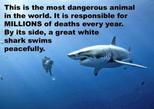 This is the most dangerous animal in the world. It is responsible for ...