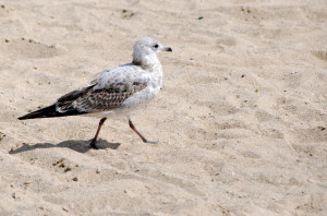 Seagull on the Beach