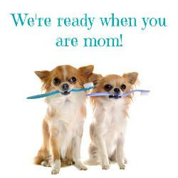 dog dental care month! Good dental hygiene doesn't just keep your dog ...