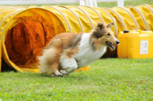 Dog Agility Equipment | Percy's Pets