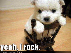 cute-puppy-pictures-this-puppy-rocks.jpg