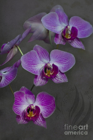 Purple Orchid Flower...