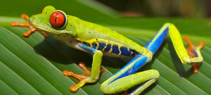 ... adaptation-road-show-animal-adaptation-workshop-education-life-science