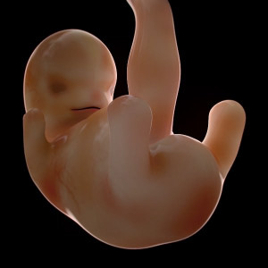 Human Embryo at 6 Weeks