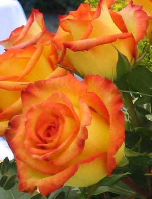 ... Roses Roses Ros, Things, Rose Bi, Happy Heart, Orange And Yellow Roses