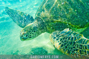 Hawaii-Maui-Volcano-Photographer-007