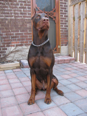 Pictures of my Doberman-picture-023.jpg
