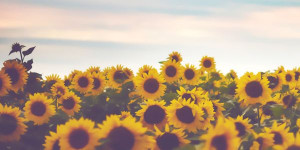 Sunflower Twitter Header