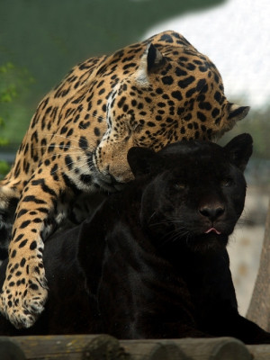 animal, animals, beautiful, cougar, couple, cute, leopard, love ...