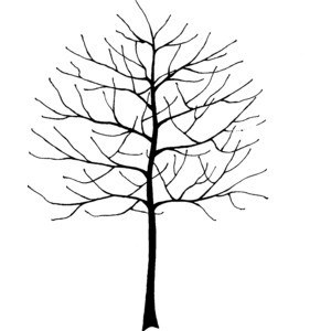 Bare Tree Drawing