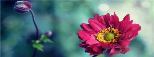 Magic Photo: Nature-Flower-Pink-Facebook-Cover-Photo