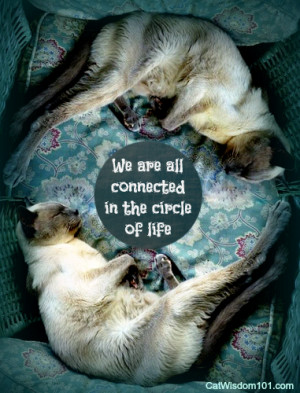 merlin cat quote circle of life