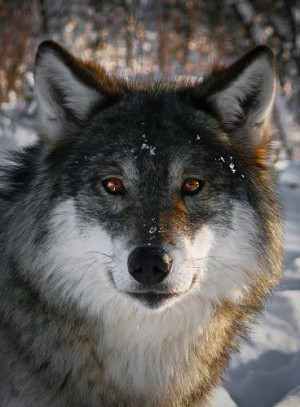 Eurasian Wolf at Namsskogan Wildlife Park in northern Norway.