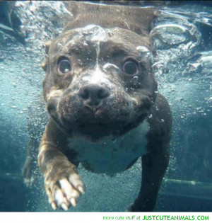 underwater dog pitbull swimming cute animals wild wildlife species ...