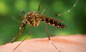 scientific name: Aedes aegypti (Linnaeus) (Insecta: Diptera: Culicidae ...