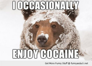 bear face covered snow winter animal occasionally enjoy cocaine drugs ...