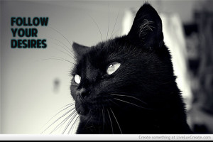 cute black cat cute black cat