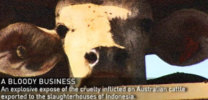 An explosive expose of the cruelty inflicted on Australian cattle ...