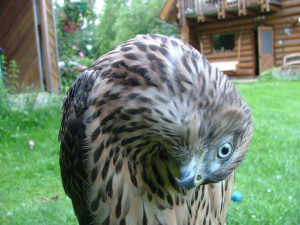 Grey Goshawk Continues Regular...