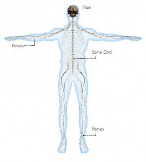 Related Pictures the central nervous system