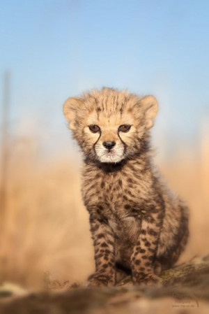 animals, exotic animals, mammals, wild animals, wild cats