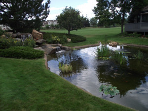 Large Backyard Ponds