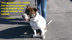 Famous Dog Quote by Mahatma Gandhi