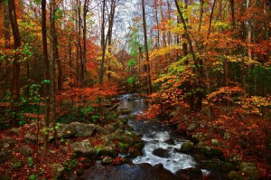 Autumn Creek in the Great Smoky Mountains - Beaches Wallpaper ID ...