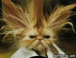 Chat en pétard - Mort De Rire