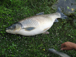 Thread: Carp Gold: Please post up shots of your Carp catches and ...