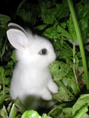 ... 20 cute bunny pictures part 2 cute bunny pictures that will to make