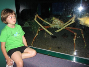 Big, scary, but tender Japanese Spider Crab (Macrocheira kaempferi ...
