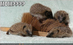 funny-animal-3-porcupine-family