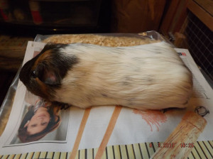 Black White and Brown Guinea Pigs
