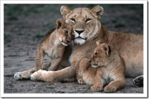 Lioness and Cub Quotes