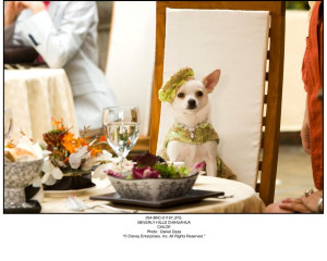 photo-Le-Chihuahua-de-Beverly-Hills-Beverly-Hills-Chihuahua-2007-25 ...