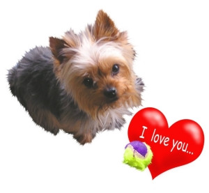 ... Design Fine Art and Gifts » Holidays » Yorkshire Terrier Valentine
