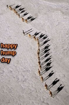 WEDNESDAY hump day camel