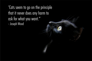 Cat Quotes Graphics